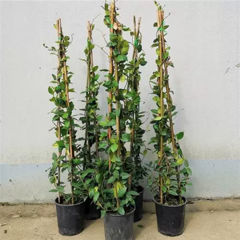 风车茉莉爬藤植物庭院爬墙浓香型盆栽大苗耐寒白色拱门阳台开