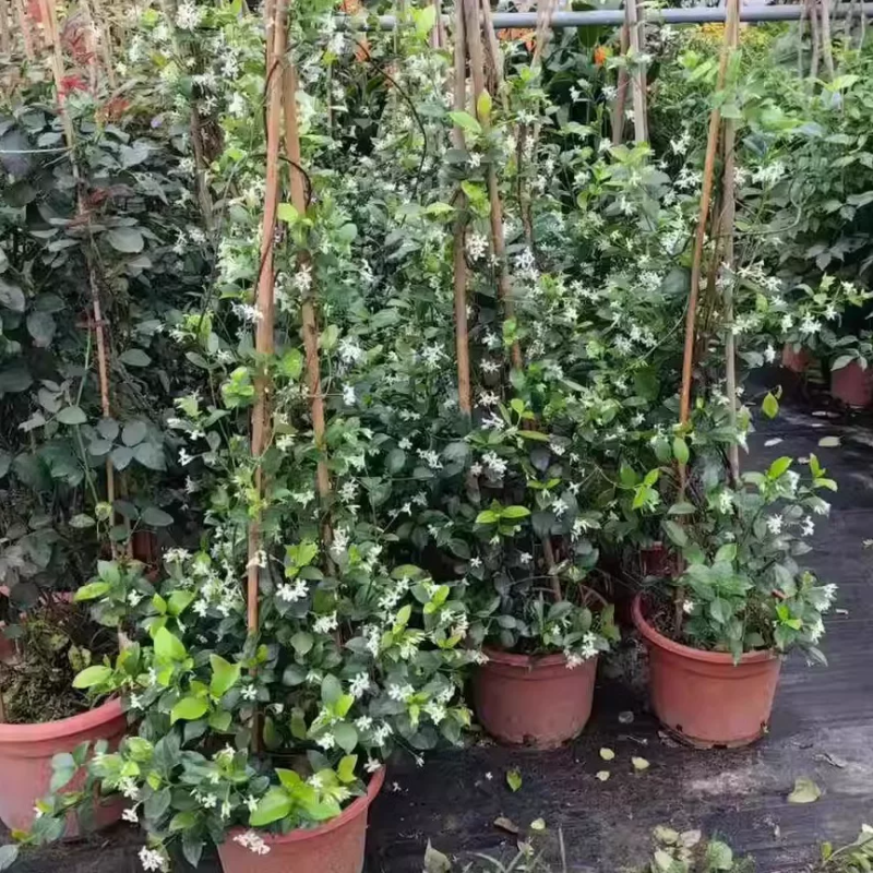 风车茉莉爬藤植物庭院爬墙浓香型盆栽大苗耐寒白色拱门阳台开