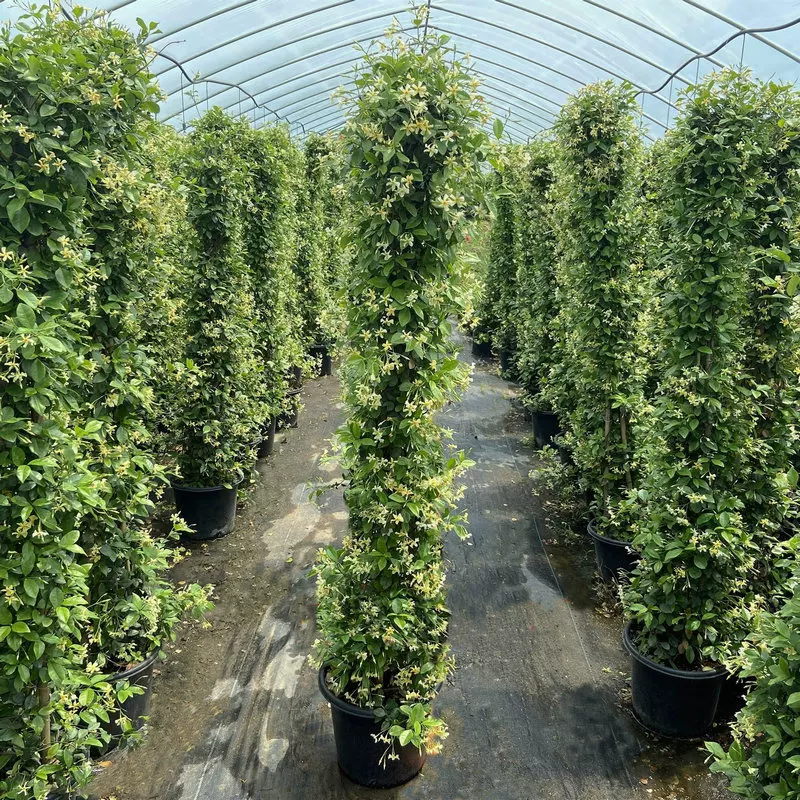 风车茉莉爬藤植物庭院爬墙浓香型盆栽大苗耐寒白色拱门阳台开