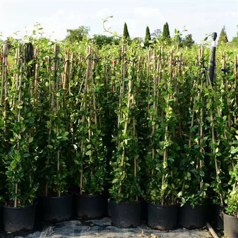 风车茉莉爬藤植物庭院爬墙浓香型盆栽大苗耐寒白色拱门阳台开