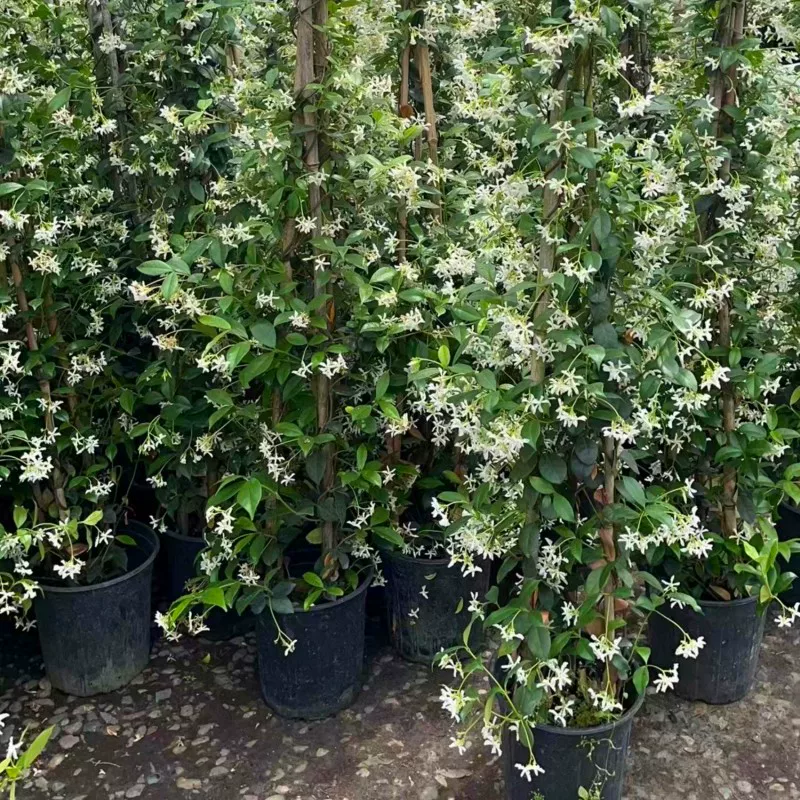 风车茉莉爬藤植物庭院爬墙浓香型盆栽大苗耐寒白色拱门阳台开