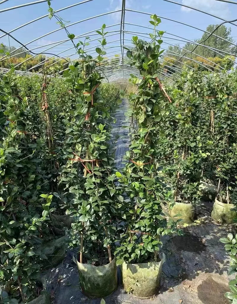 风车茉莉爬藤植物庭院爬墙浓香型盆栽大苗耐寒白色拱门阳台开