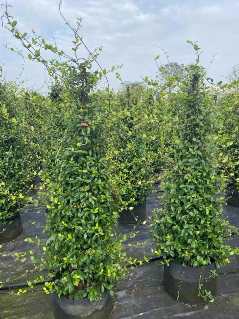风车茉莉爬藤植物庭院爬墙浓香型盆栽大苗耐寒白色拱门阳台开