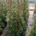 风车茉莉爬藤植物庭院爬墙浓香型盆栽大苗耐寒白色拱门阳台开