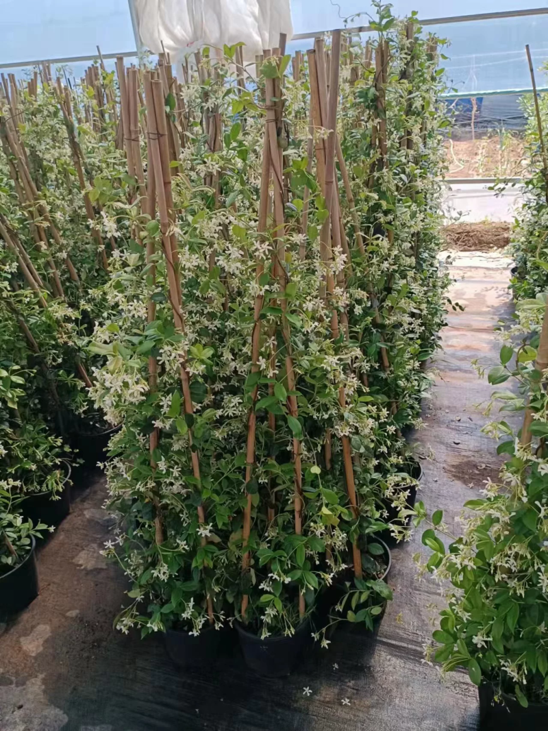 风车茉莉爬藤植物庭院爬墙浓香型盆栽大苗耐寒白色拱门阳台开