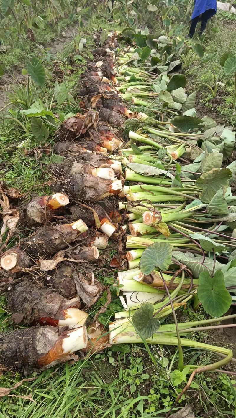 正中的荔浦芋头，皇室贡品，保质保量