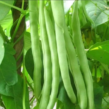农户直发浙江精品四季豆新上市豆角