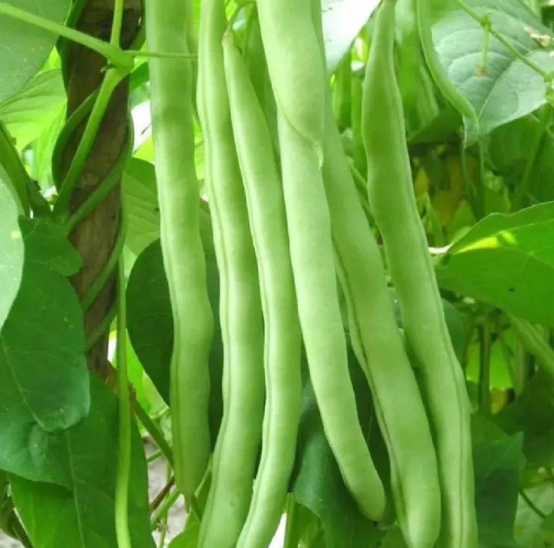 农户直发浙江精品四季豆新上市豆角