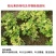 钼肥钼酸铵花生大豆促花促果叶面肥