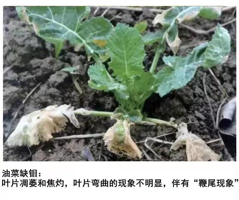 钼肥钼酸铵花生大豆促花促果叶面肥