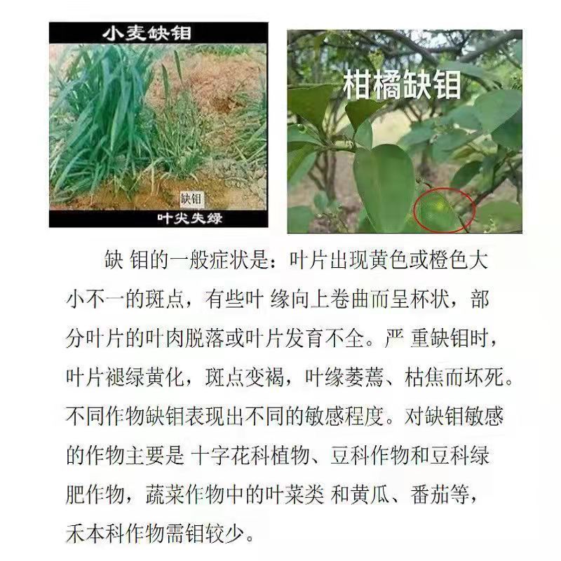 钼肥钼酸铵花生大豆促花促果叶面肥