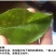 钼肥钼酸铵花生大豆促花促果叶面肥