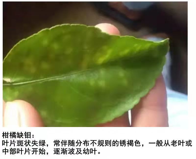 钼肥钼酸铵花生大豆促花促果叶面肥