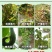 钼肥钼酸铵花生大豆促花促果叶面肥