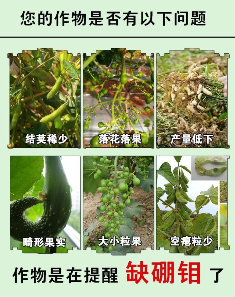 钼肥钼酸铵花生大豆促花促果叶面肥