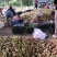 【精选】二老板蜜桃青州蜜桃脆甜多汁价格真实