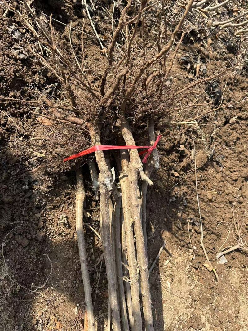 吉塞拉矮化樱桃苗