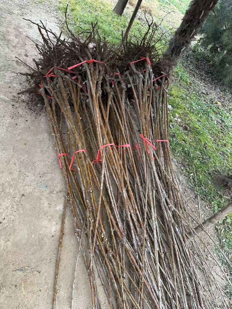 吉塞拉矮化樱桃苗