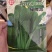 正旺达88小白菜种子青梗小白菜绿帮20天以上可以采收速生