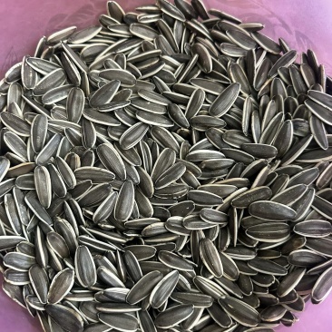葵花籽361,同六2399皮毛好，千粒重好