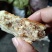 月饼