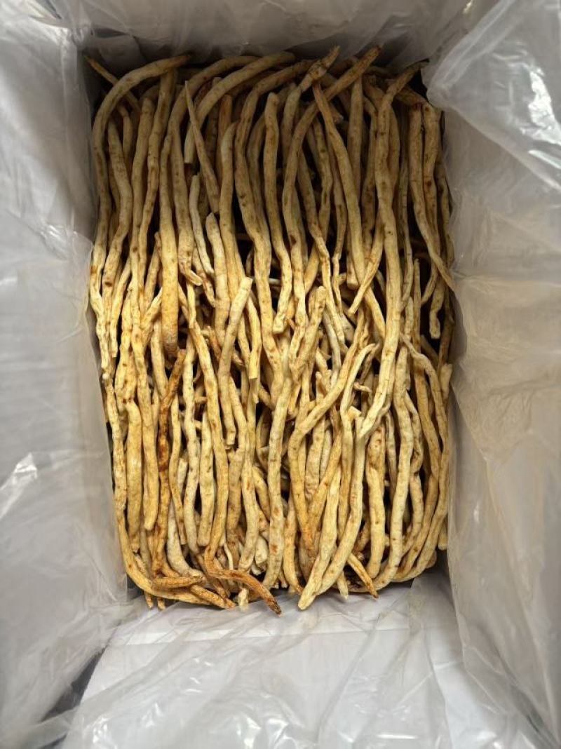 川明参