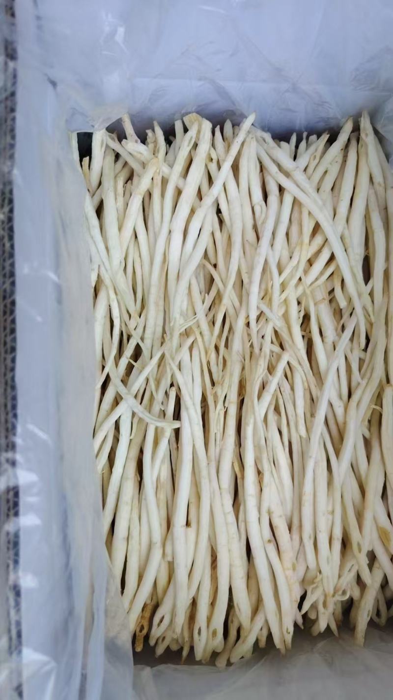 川明参