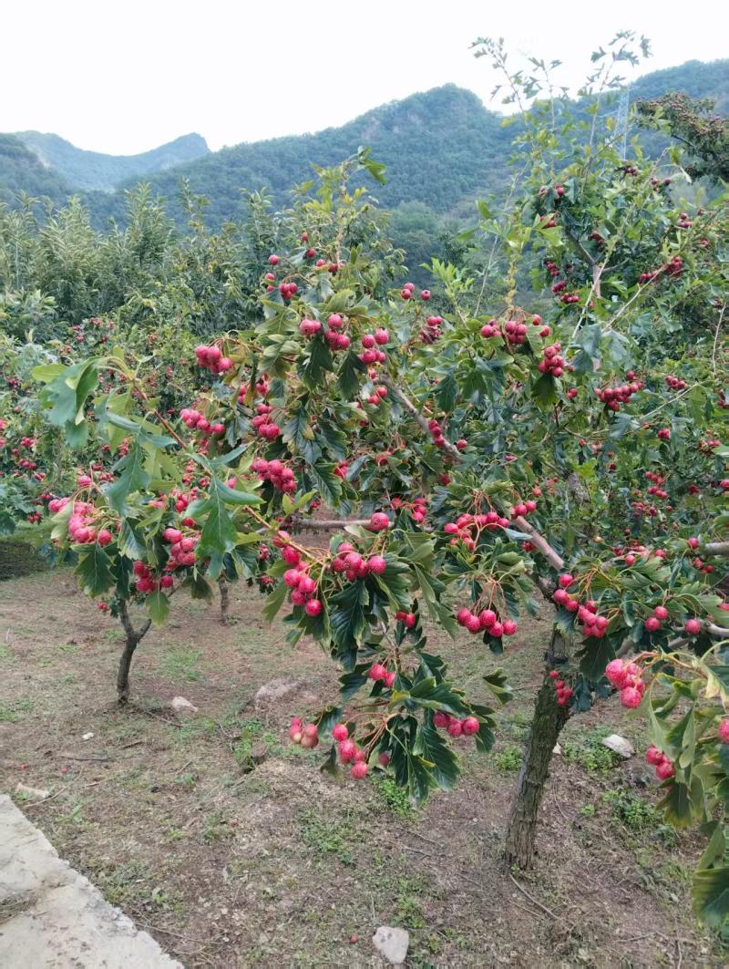 承德市兴隆县高品质秋金星山楂