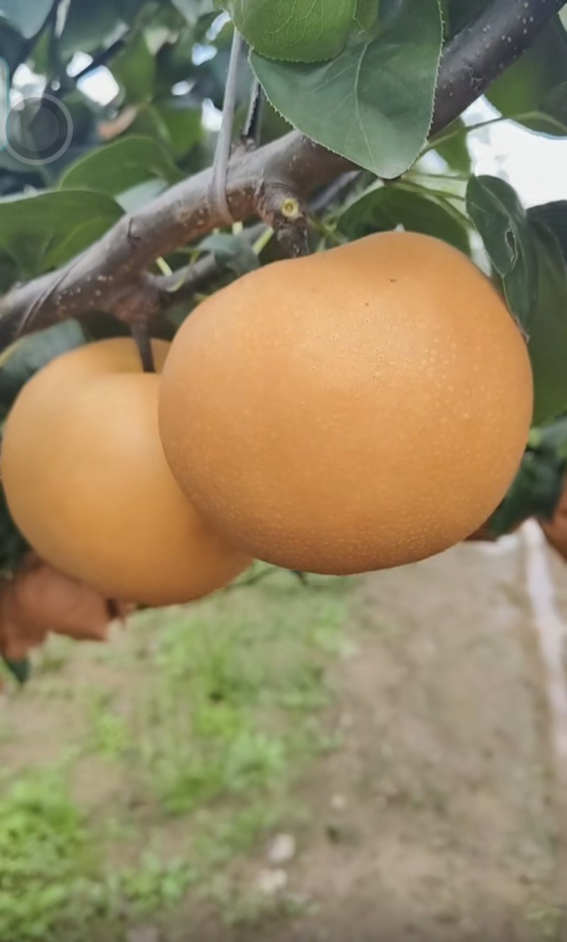 秋月梨