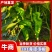 301泡椒，河南省驻马店产地直销量大从优货源充足对接全国