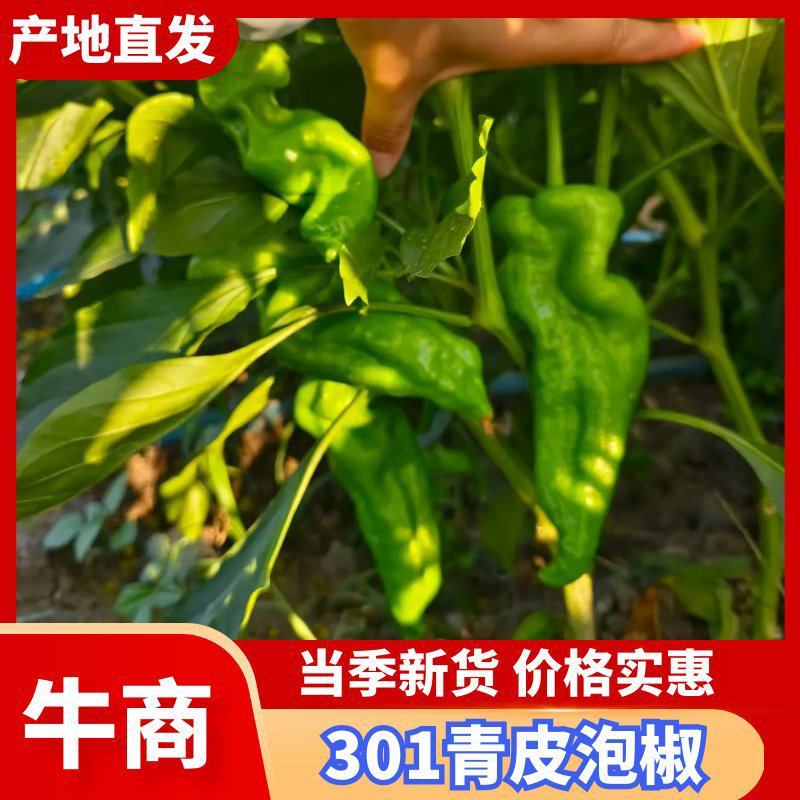 301泡椒，河南省驻马店产地直销量大从优货源充足对接全国
