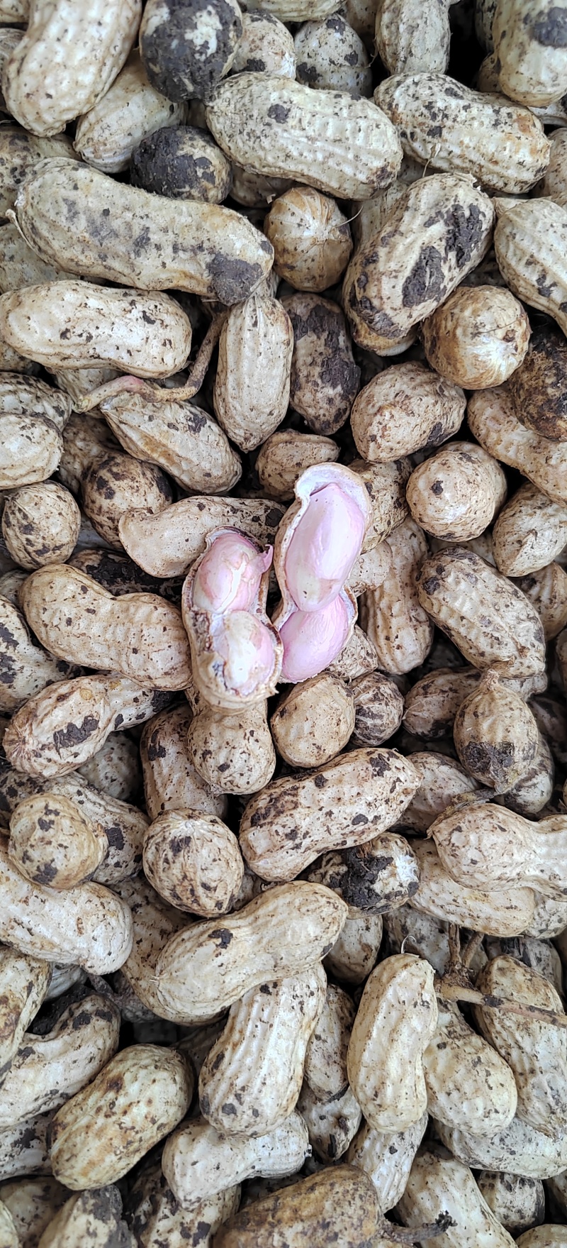 新鲜花生原产地直销白沙系大量有货量大从优