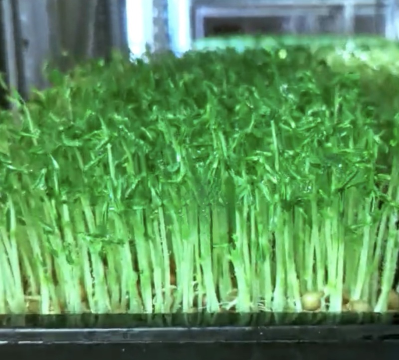 精品有机豌豆苗基地直发量大从优***欢迎咨询