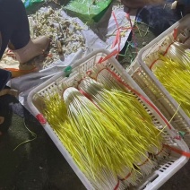 蒜黄大量上市
