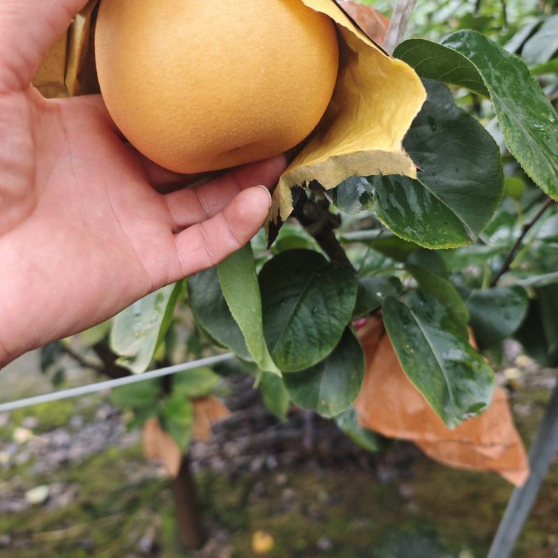 秋月梨