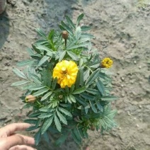 橙色孔雀草、黄色孔雀草、孔雀草杯苗、成都孔雀草批发