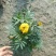 橙色孔雀草、黄色孔雀草、孔雀草杯苗、成都孔雀草批发