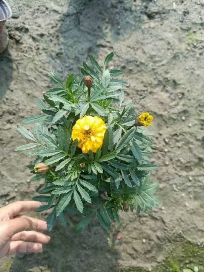 橙色孔雀草、黄色孔雀草、孔雀草杯苗、成都孔雀草批发