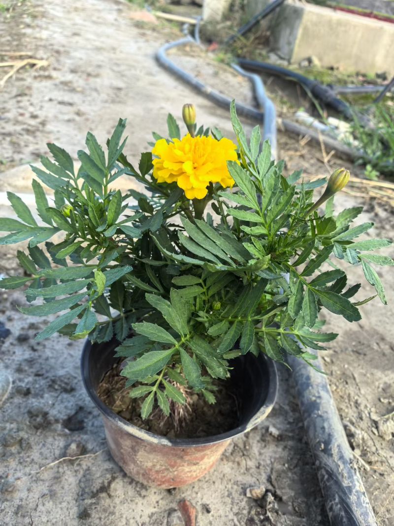 橙色孔雀草、黄色孔雀草、孔雀草杯苗、成都孔雀草批发