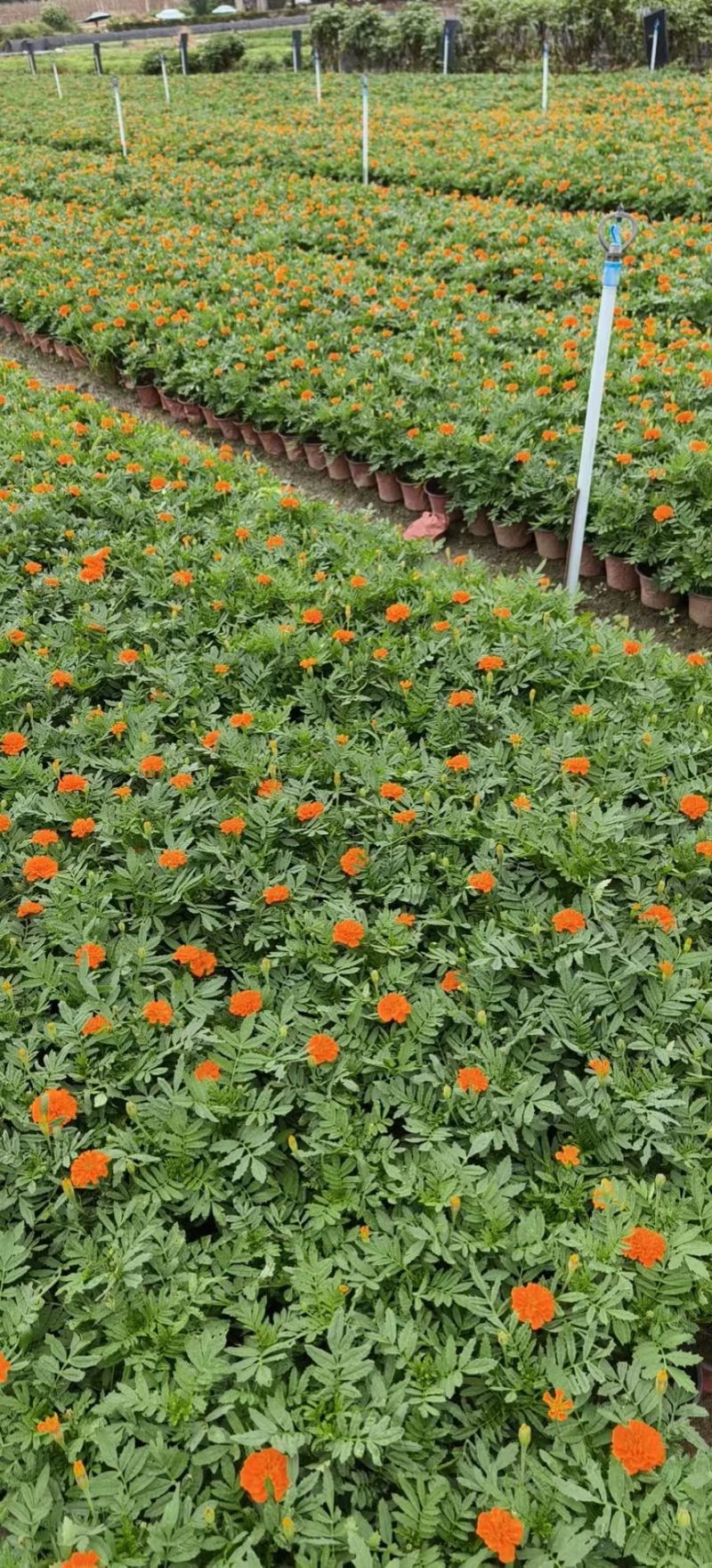 橙色孔雀草、黄色孔雀草、孔雀草杯苗、成都孔雀草批发
