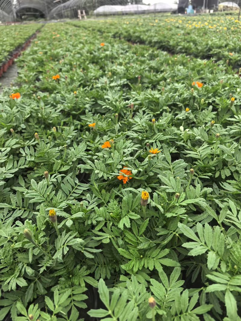 橙色孔雀草、黄色孔雀草、孔雀草杯苗、成都孔雀草批发