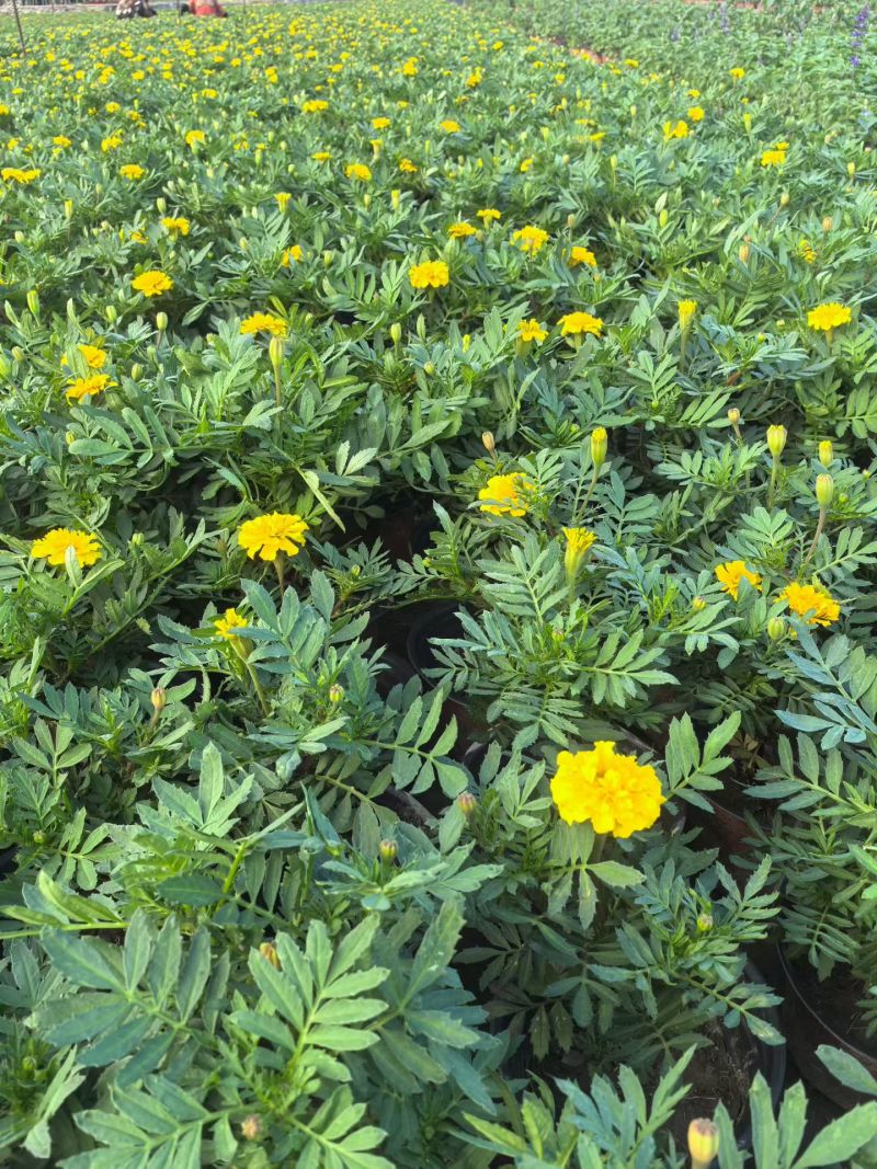 橙色孔雀草、黄色孔雀草、孔雀草杯苗、成都孔雀草批发