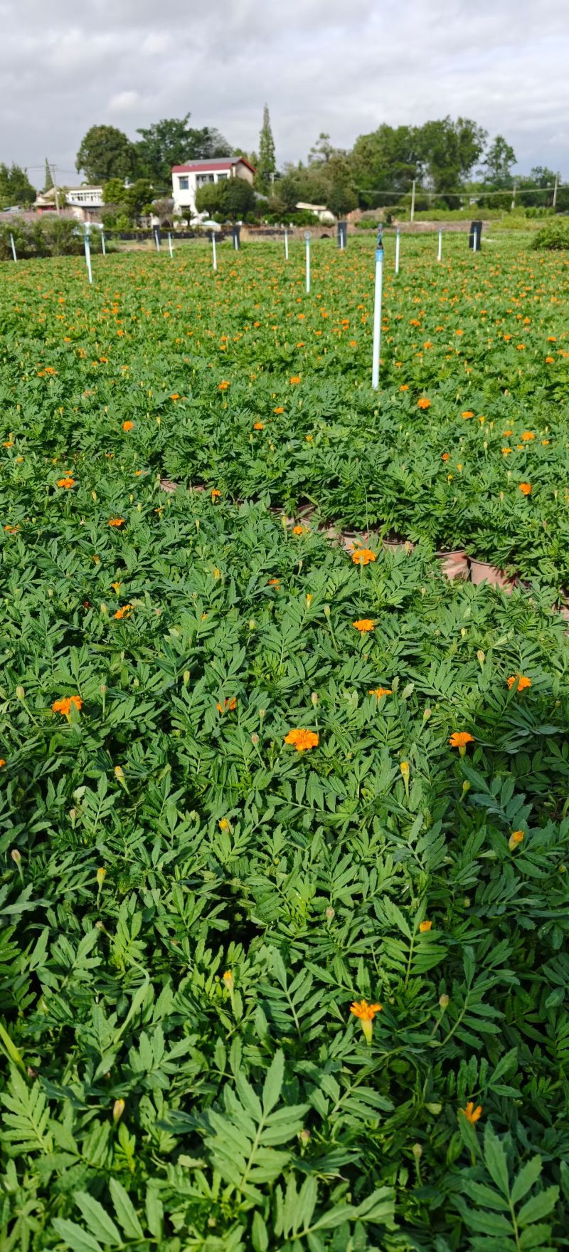 橙色孔雀草、黄色孔雀草、孔雀草杯苗、成都孔雀草批发