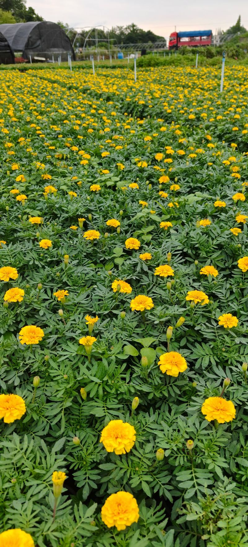 橙色孔雀草、黄色孔雀草、孔雀草杯苗、成都孔雀草批发