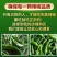 广东省湛江市樟树港小辣椒，自家基地种植