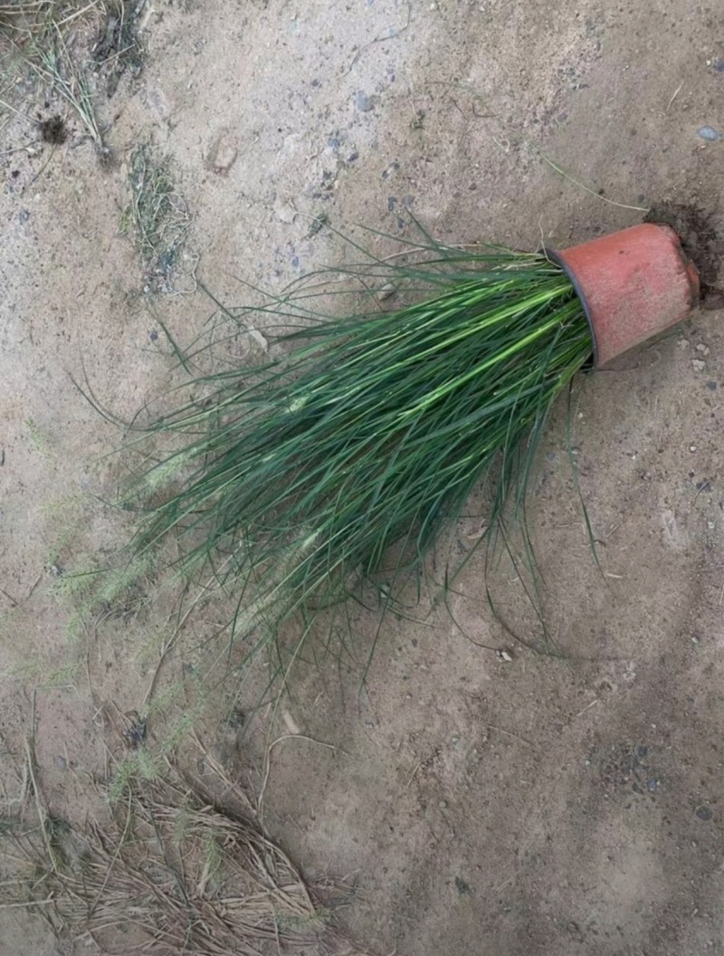 基地大量出售小兔子狼尾草