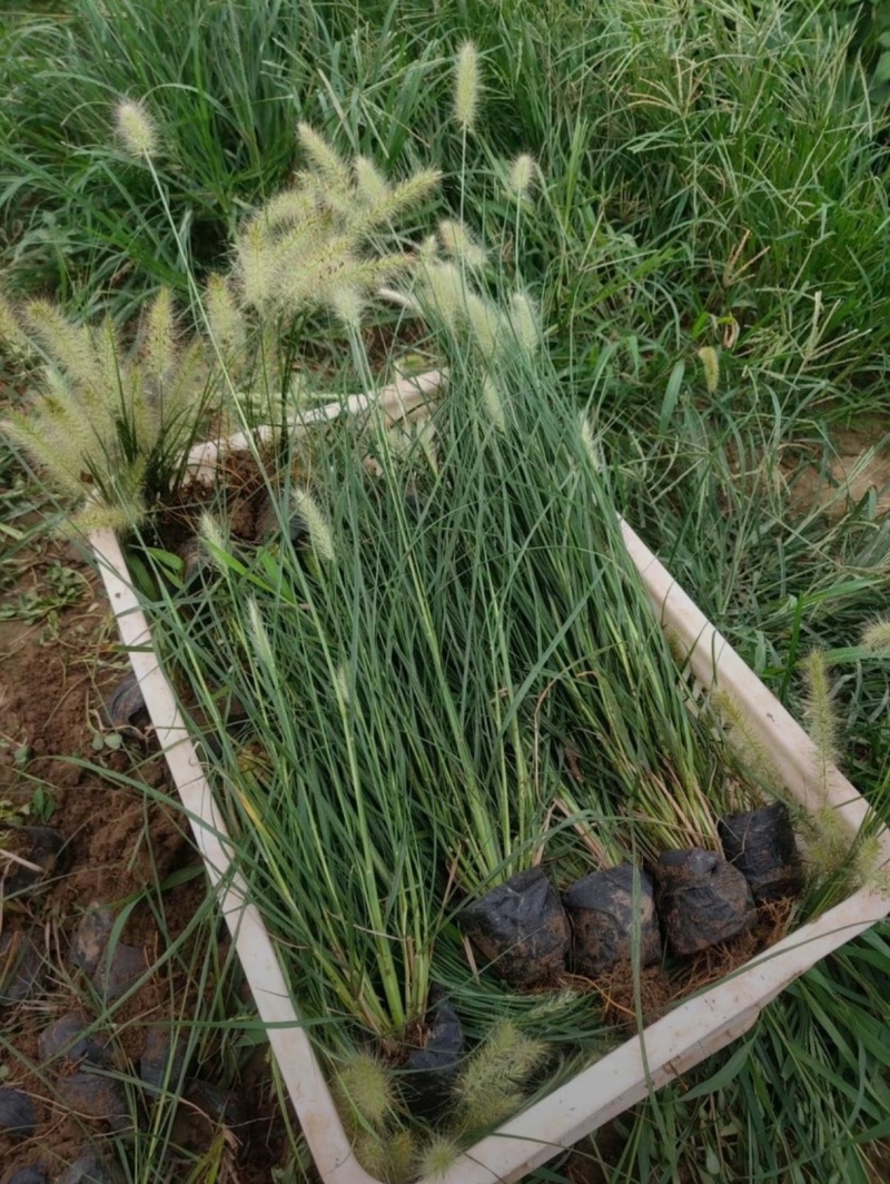 基地大量出售小兔子狼尾草