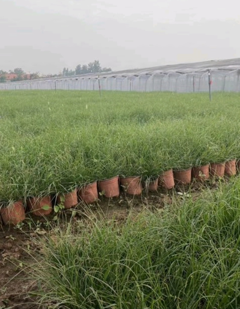 基地大量出售小兔子狼尾草