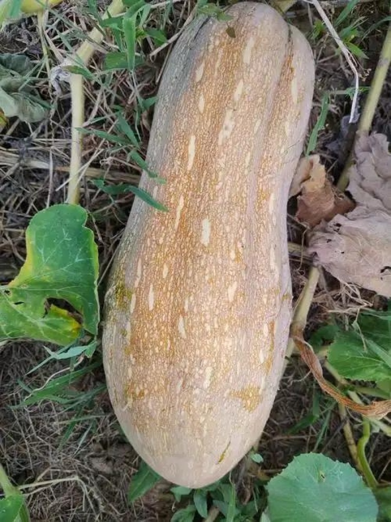 密本南瓜，果肉厚实，口感细腻，甜度适中，营养丰富