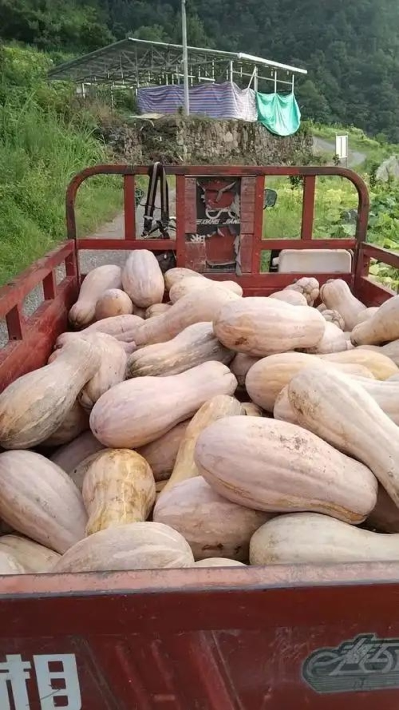 密本南瓜，果肉厚实，口感细腻，甜度适中，营养丰富